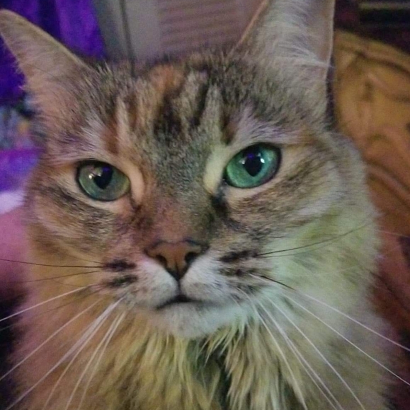 Meet your Posher, Bridget - Picture 2 of 3